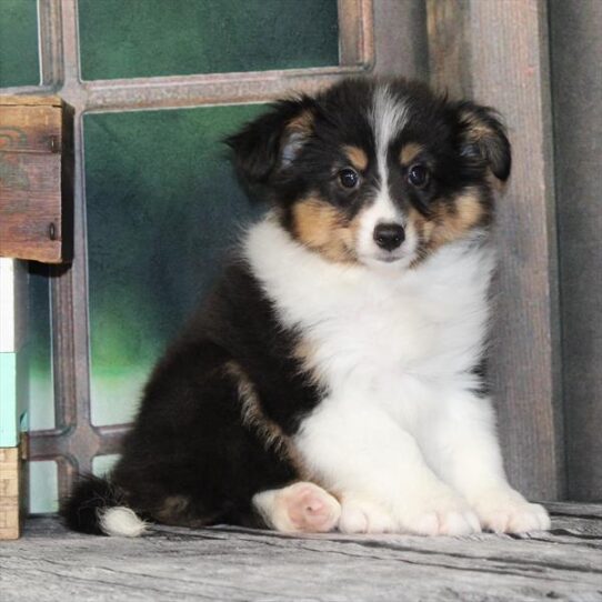 Shetland Sheepdog-DOG-Male-Black White / Tan-9296-Petland Pensacola, Florida