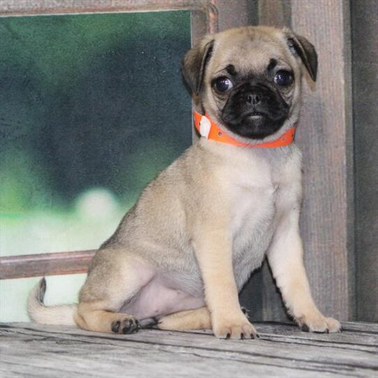 Pug-DOG-Female-Fawn-9297-Petland Pensacola, Florida