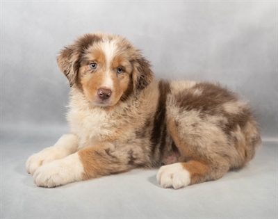 Australian Shepherd-DOG-Female-Red Merle-9304-Petland Pensacola, Florida