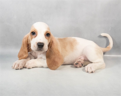Basset Hound-DOG-Male-Lemon and White-9305-Petland Pensacola, Florida