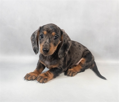 Dachshund-DOG-Male-Black and Silver Dapple-9306-Petland Pensacola, Florida