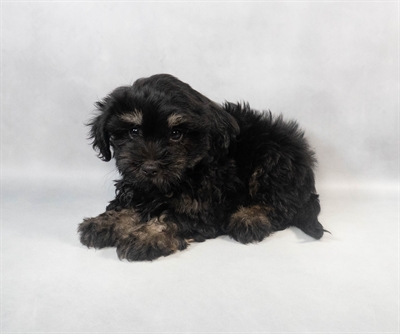 Havanese-DOG-Male-Black and Tan-9308-Petland Pensacola, Florida