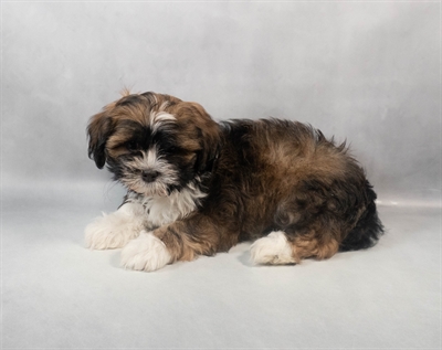 Lhasa Apso-DOG-Male-Red Gold-9309-Petland Pensacola, Florida