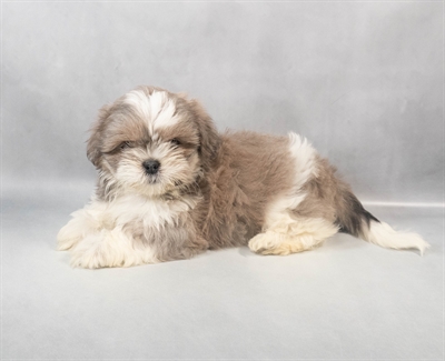 Shih Tzu-DOG-Female-Blue and White-9310-Petland Pensacola, Florida