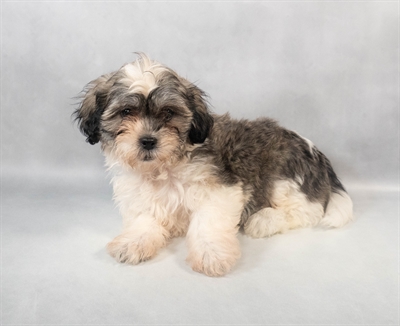 Teddy Bear-DOG-Female-Silver Gold and White-9311-Petland Pensacola, Florida