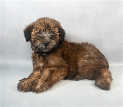 Soft Coated Wheaten Terrier-DOG-Female-Wheaten-9317-Petland Pensacola, Florida