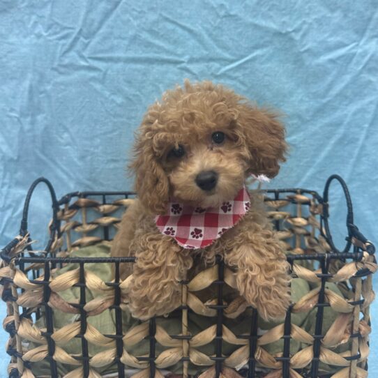 Bichon-Poodle-DOG-Male-Apricot-9352-Petland Pensacola, Florida