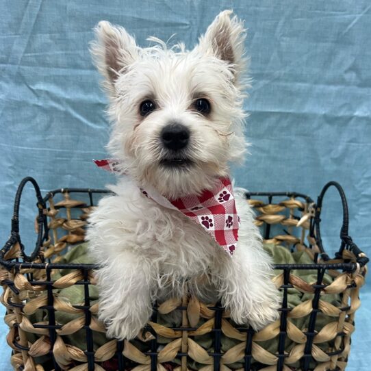 West Highland White Terrier-DOG-Male-White-9230-Petland Pensacola, Florida
