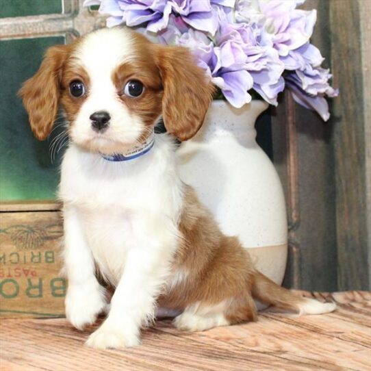 Cavalier King Charles Spaniel-DOG-Male-Blenheim / White-9257-Petland Pensacola, Florida