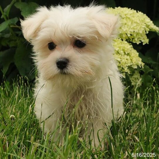 Maltese-DOG-Female-White-9262-Petland Pensacola, Florida