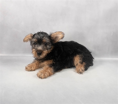 Silky Terrier-DOG-Female-Silver Black and Tan-9273-Petland Pensacola, Florida