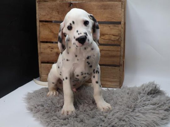 Dalmatian-DOG-Male-Black / White-9289-Petland Pensacola, Florida