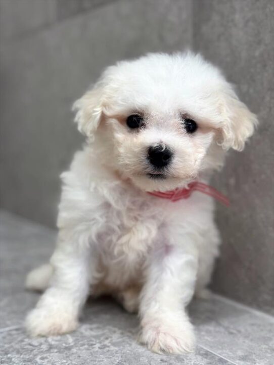 Bichon Frise-DOG-Male-White-9294-Petland Pensacola, Florida