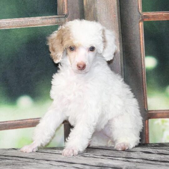Poodle-DOG-Female-White / Chocolate Merle-9295-Petland Pensacola, Florida