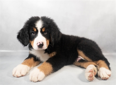 Bernese Mountain Dog-DOG-Male-Black Rust and White-9312-Petland Pensacola, Florida