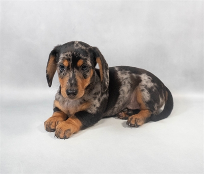 Dachshund-DOG-Male-Black and Silver Dapple-9314-Petland Pensacola, Florida