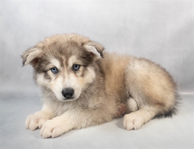 Siberian Husky-DOG-Male-Grey and White-9316-Petland Pensacola, Florida