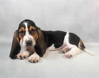 Basset Hound-DOG-Female-Black Brown and White-9330-Petland Pensacola, Florida