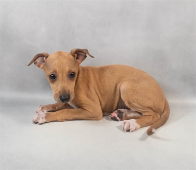 Italian Greyhound-DOG-Female-Fawn-9333-Petland Pensacola, Florida