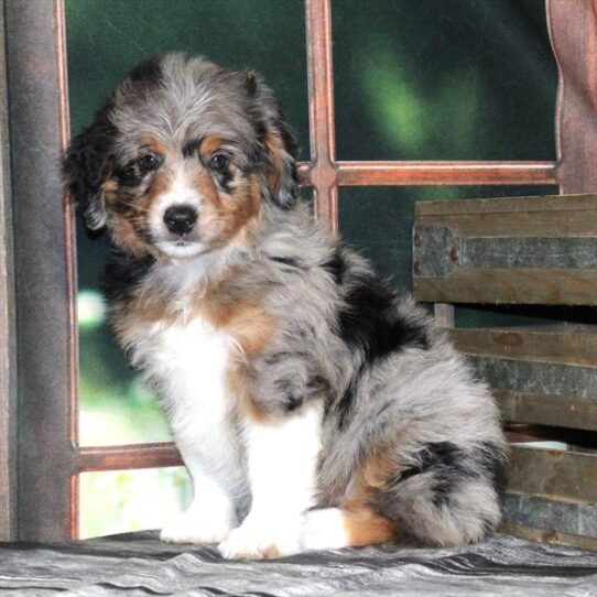 Aussiedoodle-DOG-Female-Blue Merle White / Tan-9345-Petland Pensacola, Florida