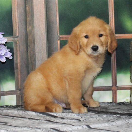 Golden Retriever-DOG-Male-Dark Golden-9347-Petland Pensacola, Florida