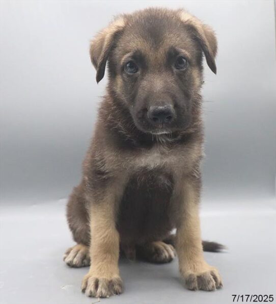 German Shepherd-DOG-Male-Black / Tan-9354-Petland Pensacola, Florida