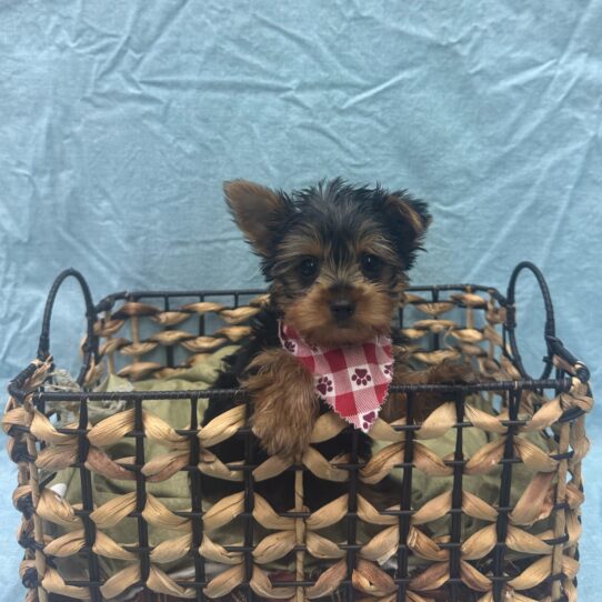 Yorkshire Terrier-DOG-Male-Black / Tan-9353-Petland Pensacola, Florida