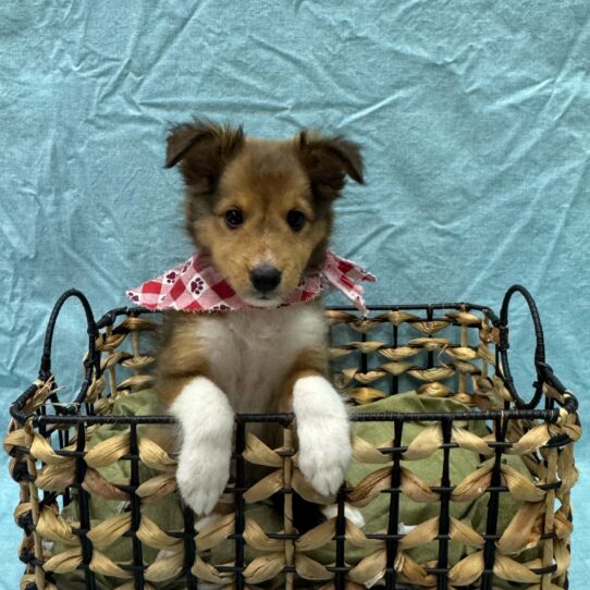 Shetland Sheepdog-DOG-Male-Sable / White-9349-Petland Pensacola, Florida