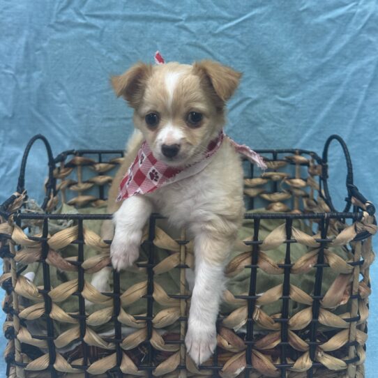 Chihuahua-DOG-Female-Cream-9346-Petland Pensacola, Florida