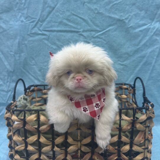 Pekingese-DOG-Female-Cream-9334-Petland Pensacola, Florida