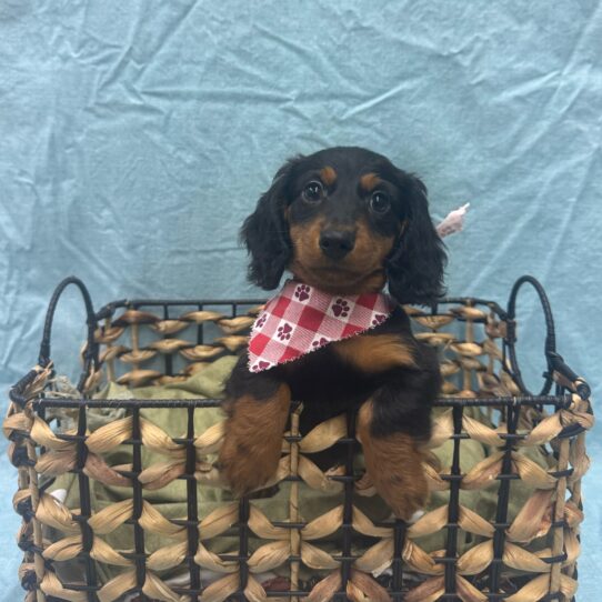Dachshund-DOG-Male-Black and Tan-9332-Petland Pensacola, Florida
