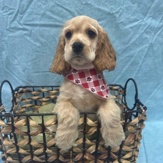 Cocker Spaniel-DOG-Female-Buff-9331-Petland Pensacola, Florida