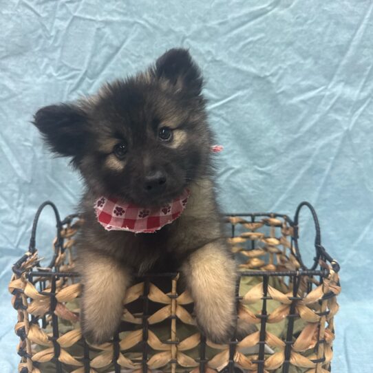 Keeshond-DOG-Female-Grey Silver and Black-9335-Petland Pensacola, Florida