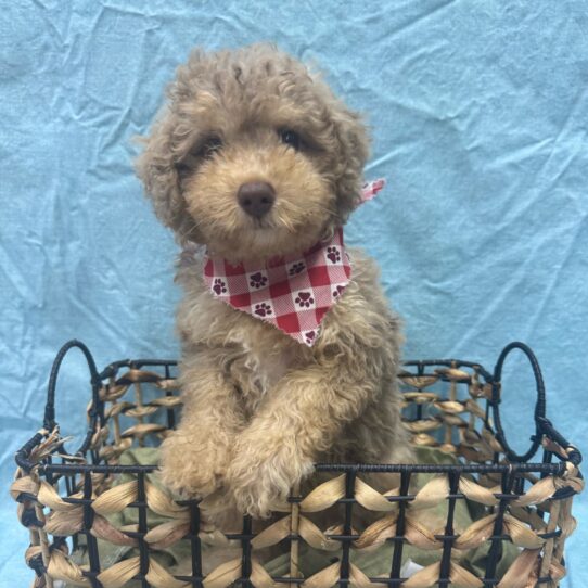 Poodle-DOG-Male-Chocolate Merle-9350-Petland Pensacola, Florida
