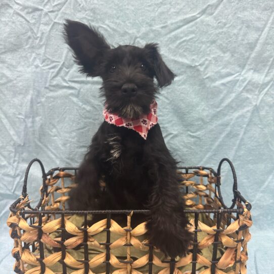 Miniature Schnauzer-DOG-Male-Black-9351-Petland Pensacola, Florida