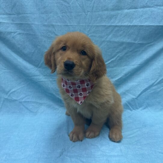 Golden Retriever-DOG-Female-Dark Golden-9348-Petland Pensacola, Florida