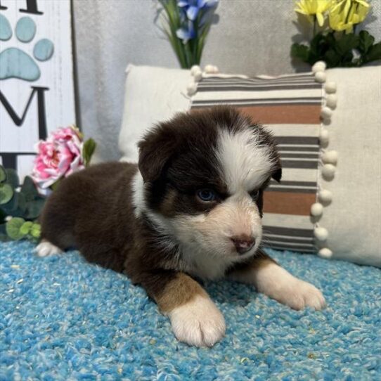 Miniature American Shepherd-DOG-Female-Red Tan / White-9382-Petland Pensacola, Florida