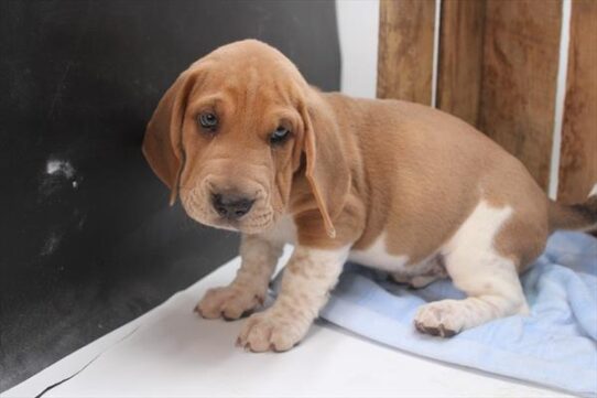 Walrus-DOG-Female-Brown / White-9384-Petland Pensacola, Florida