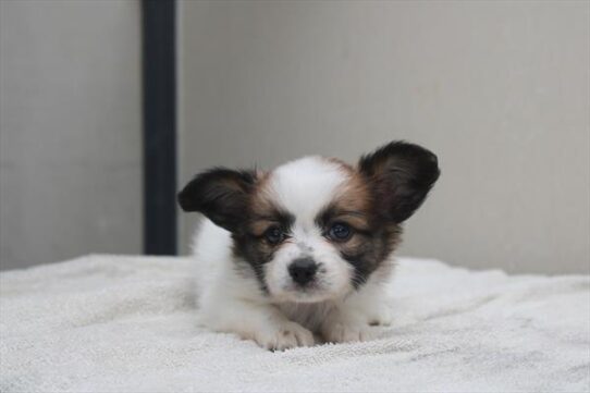 Papillon-DOG-Female-Sable / White-9387-Petland Pensacola, Florida