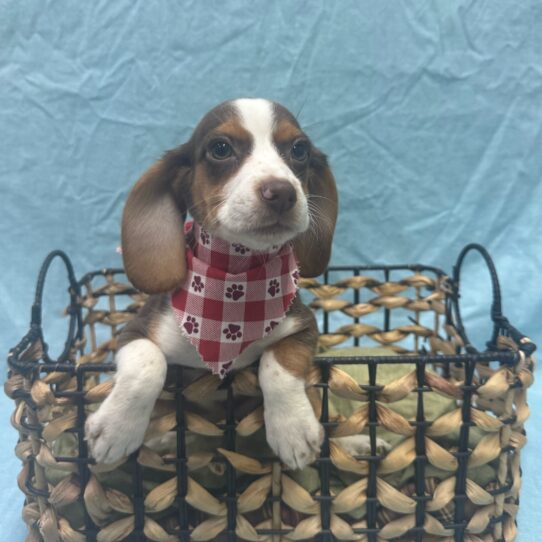 Beagle-DOG-Female-Brown White and Tan-9366-Petland Pensacola, Florida