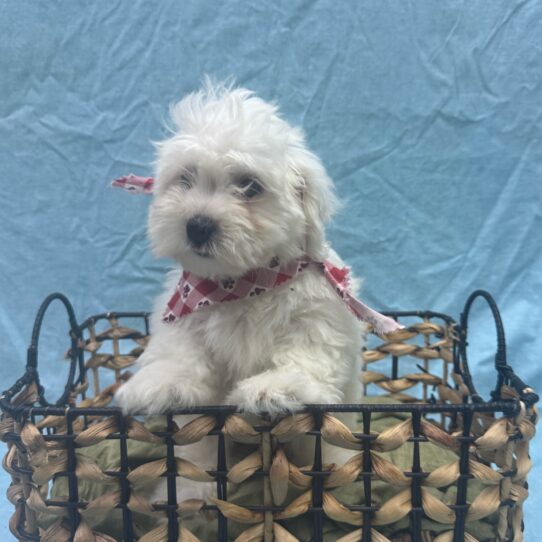 Coton De Tulear-DOG-Female-White-9367-Petland Pensacola, Florida