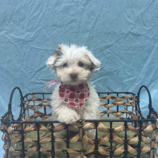 Havanese-DOG-Female-Chocolate Sable-9368-Petland Pensacola, Florida