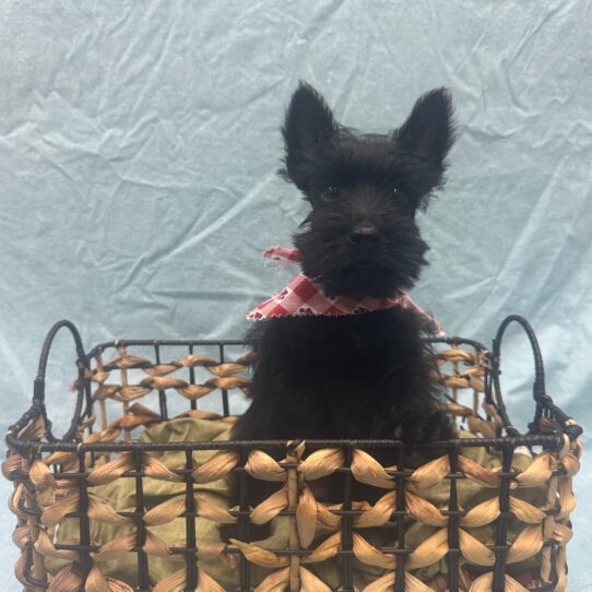 Scottish Terrier-DOG-Male-Black-9369-Petland Pensacola, Florida
