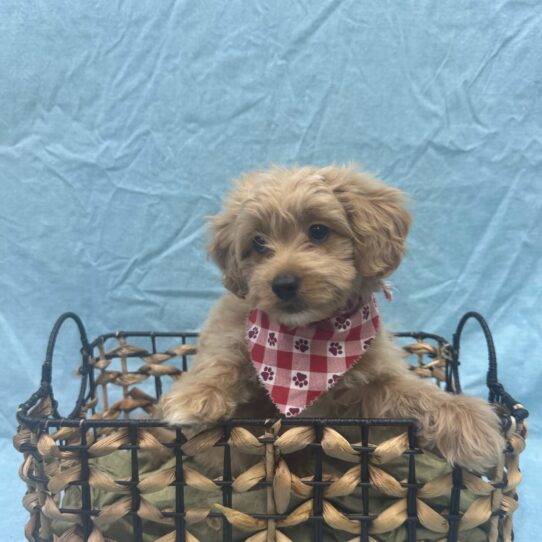 Mini Goldendoodle F1b-DOG-Female-Apricot-9371-Petland Pensacola, Florida