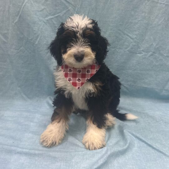 Mini Bernedoodle-DOG-Male-Tri Color-9372-Petland Pensacola, Florida