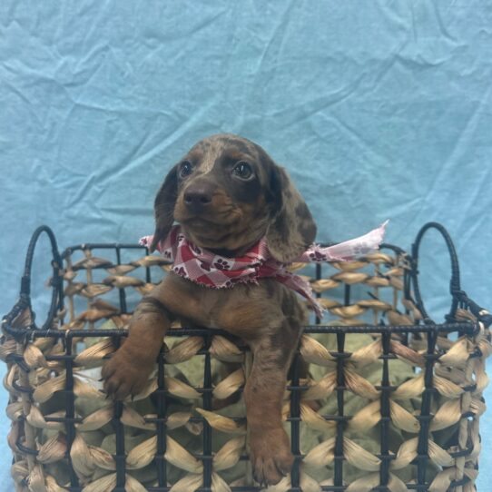 Dachshund-DOG-Female-Chocolate Dapple-9373-Petland Pensacola, Florida