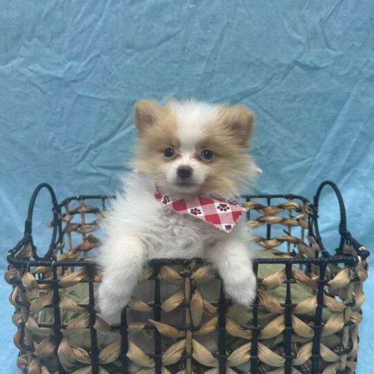 Pomeranian-DOG-Female-Orange-9374-Petland Pensacola, Florida