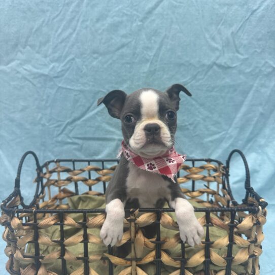 Boston Terrier-DOG-Female-Blue / White-9381-Petland Pensacola, Florida
