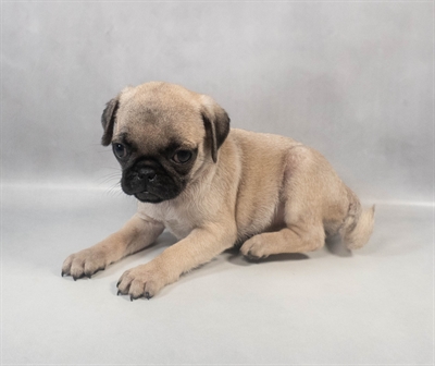 Pug-DOG-Female-Fawn-9396-Petland Pensacola, Florida