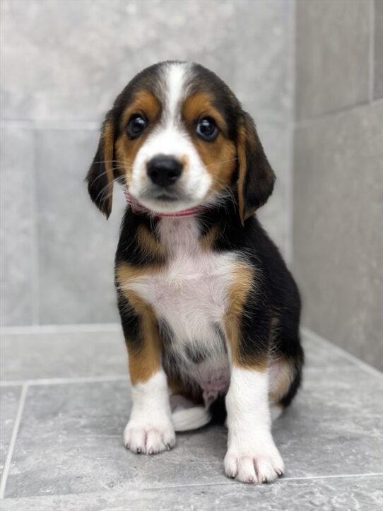 Beagle-DOG-Male-Black White / Tan-9408-Petland Pensacola, Florida